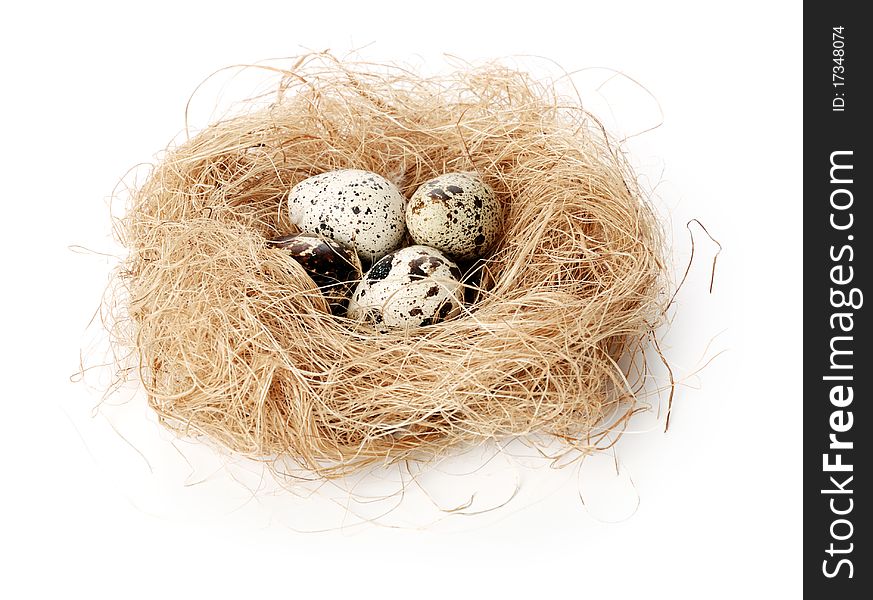 Four quail eggs in a nest