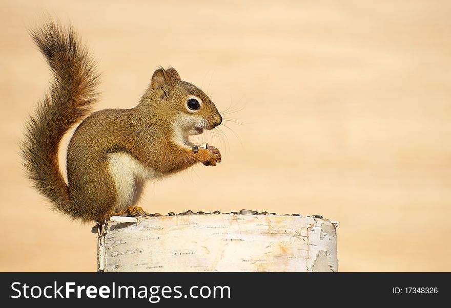 Close up image of a cute baby squirrel on birch log enjoying some sunflower seeds in the autumn on a warm background with copy space. Close up image of a cute baby squirrel on birch log enjoying some sunflower seeds in the autumn on a warm background with copy space.