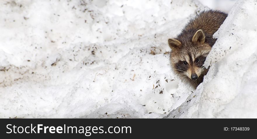 An adorable wild baby raccoon peeks out from behind a snow bank with copy space. An adorable wild baby raccoon peeks out from behind a snow bank with copy space.