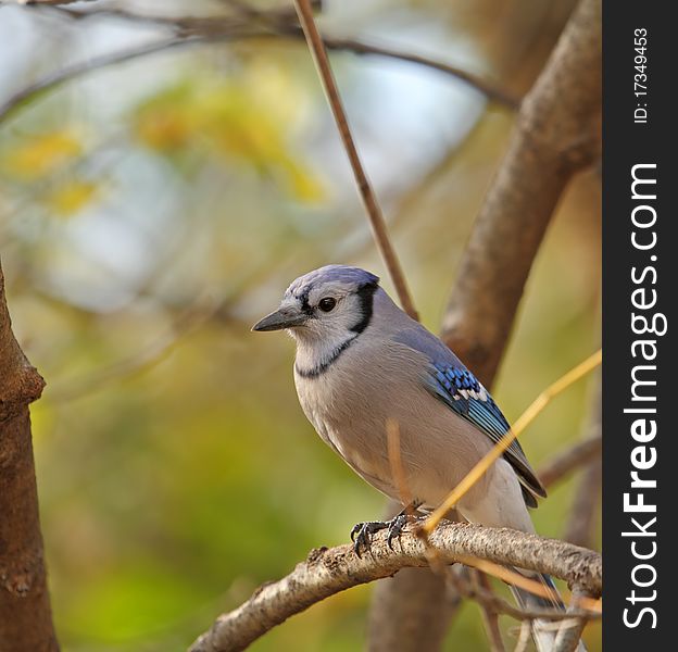 Blue jay, cyanocitta cristata, perched on a tree branch