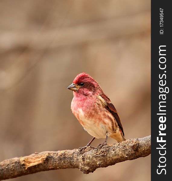 Male house finch, Carpodacus mexicanus, perched on a tree branch