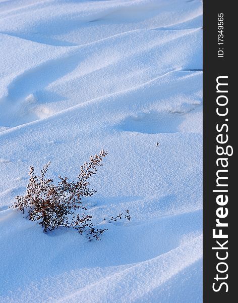 Weed On Snow Field