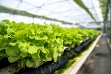 Non-toxic Fresh Vegetables On The Hydroponic Farm Stock Photos