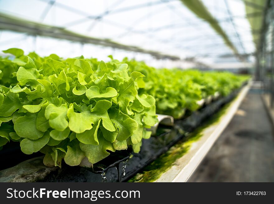 Non-toxic fresh vegetables on the hydroponic farm