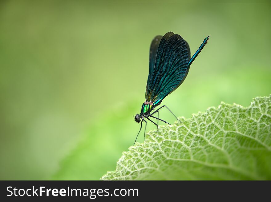 Damselfly Calopteryx Splendens  Of Morning Dew In The Summer