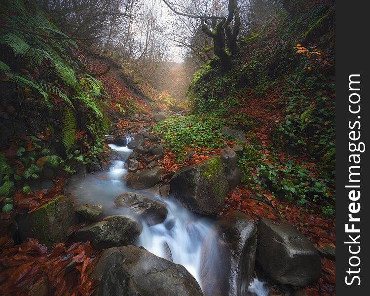 Vertical Panorama Of Late Autumn Misty Forest. Freshwater Stream Flows Between Rocks. Lush And Foliage