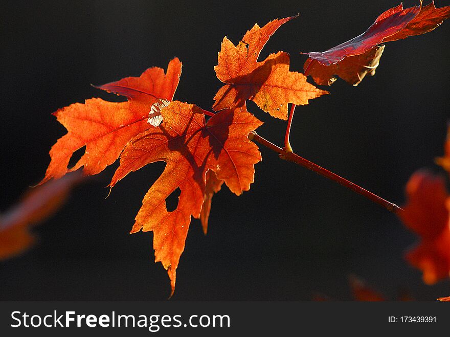 Autumn colorful bright leaves swinging on an oak tree in autumnal park. Fall background. Beautiful nature. Autumn colorful bright leaves swinging on an oak tree in autumnal park. Fall background. Beautiful nature