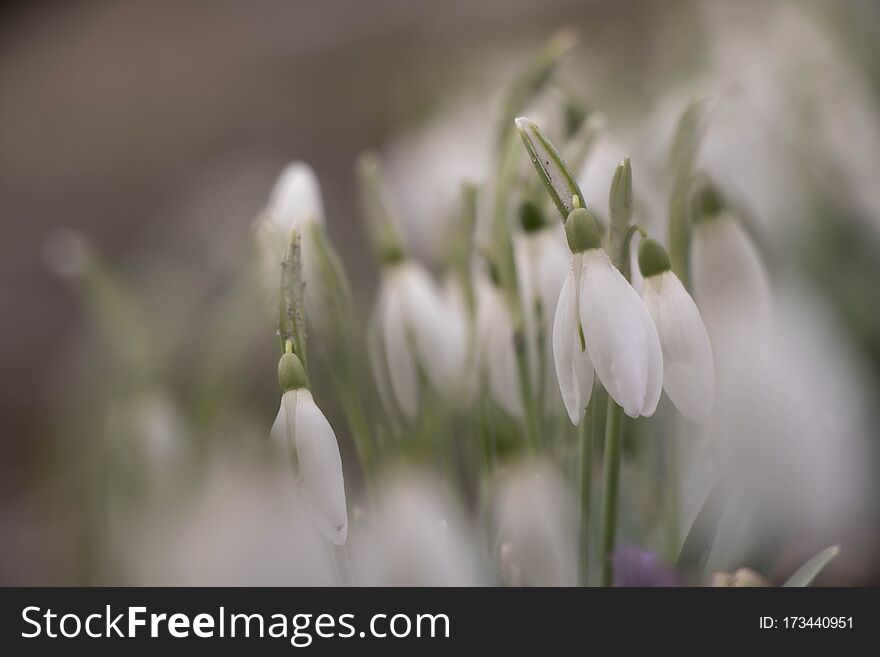 Delicate Flowers And Stalks Of Spring Flowers Of Snowdrops