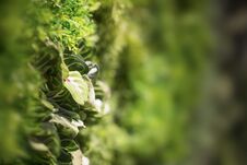 Beautiful Wall Of Living Green Creeper Plant For Background Royalty Free Stock Photo