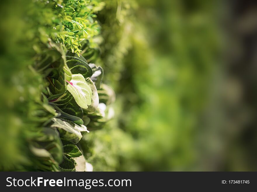 Beautiful wall of living green creeper plant for background and texture, outdoor cafe interior, blurred motion