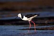 Pied Stilt Alighted In The Mud Stock Photography