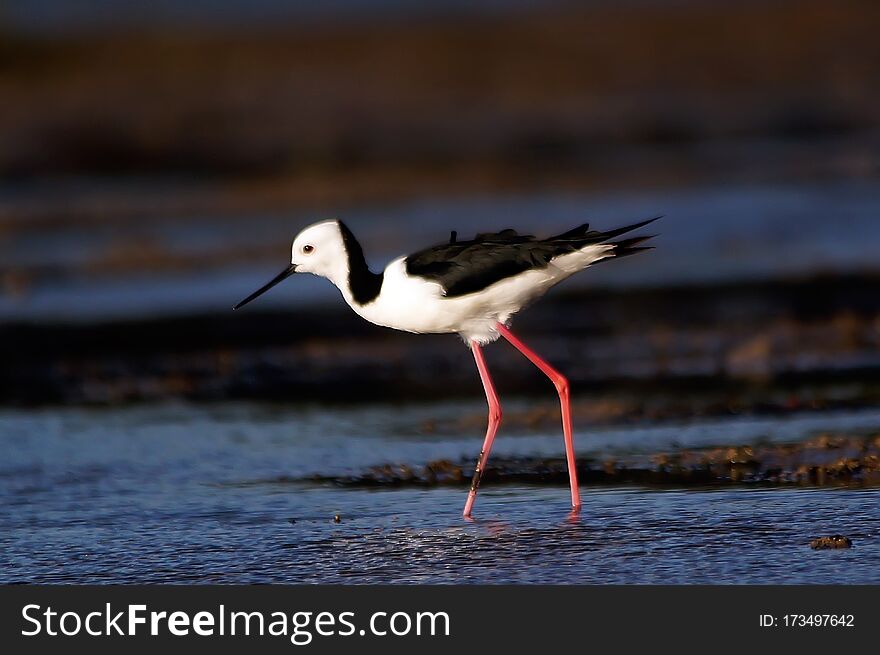 Pied Stilt Alighted In The Mud