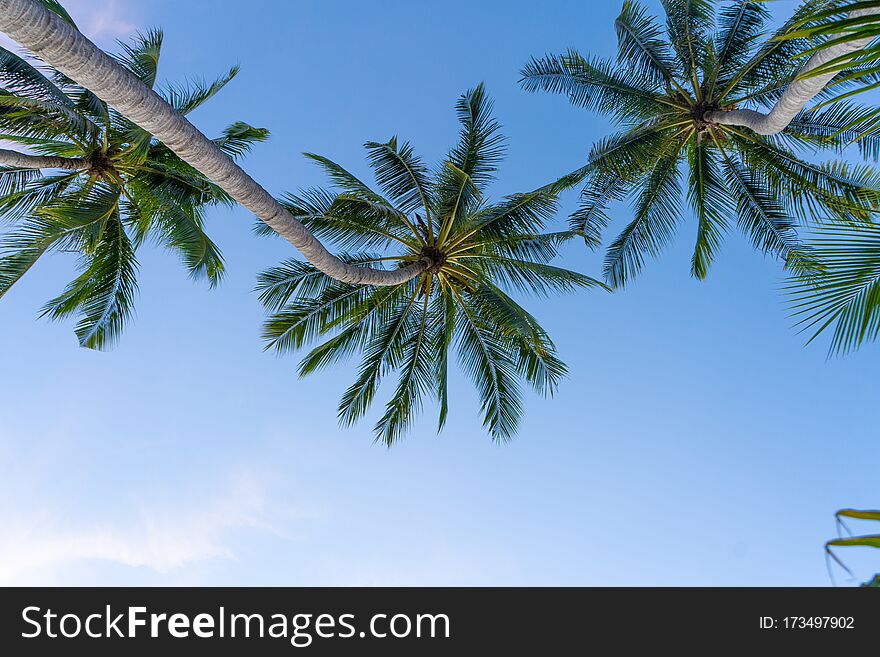 Tropical palm trees against a blue-purple sunset sky. Sunset in the tropics.