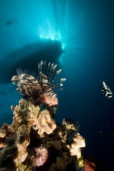 Lionfish And Ocean. Stock Images Lionfish And Ocean. Stock Images