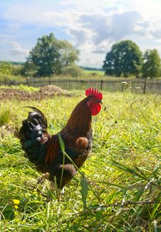 Proud Red Rooster In Green Grass Field. Royalty Free Stock Image