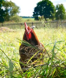 Proud Red Rooster In Green Grass Field. Stock Photo