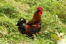 Proud Red Rooster In Green Grass Field. Stock Photo Proud Red Rooster In Green Grass Field. Stock Photo