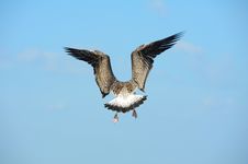 Albatross Flying Action Royalty Free Stock Photo