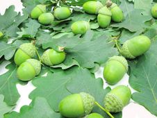 Oak Tree Leaves And Nuts Stock Images Oak Tree Leaves And Nuts Stock Images