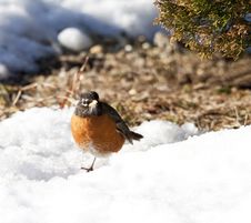 American Robin In A Drift Of Snow Stock Image American Robin In A Drift Of Snow Stock Image