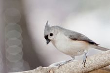 Inquisitive Tufted Titmouse Stock Image Inquisitive Tufted Titmouse Stock Image