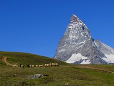Swiss Beauty, Sheeps Under Majesty Matterhorn Stock Photography Swiss Beauty, Sheeps Under Majesty Matterhorn Stock Photography