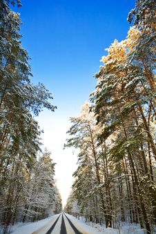 Road In The Winter Forest Stock Image Road In The Winter Forest Stock Image