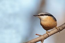 Eurasian Nuthatch Stock Photography Eurasian Nuthatch Stock Photography