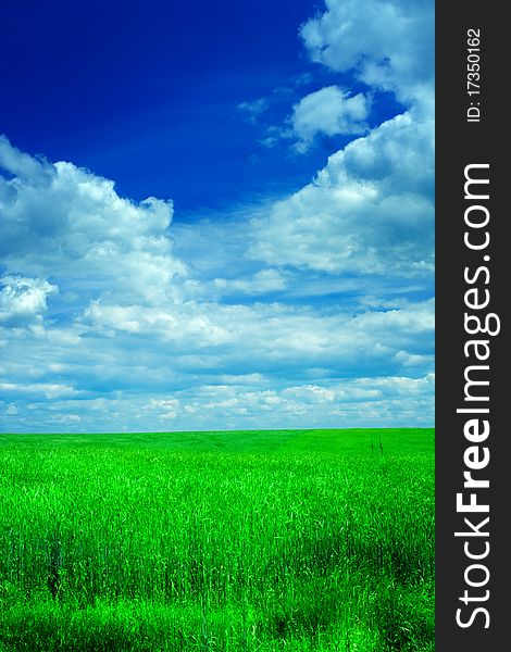 Field of wheat and sky with clouds