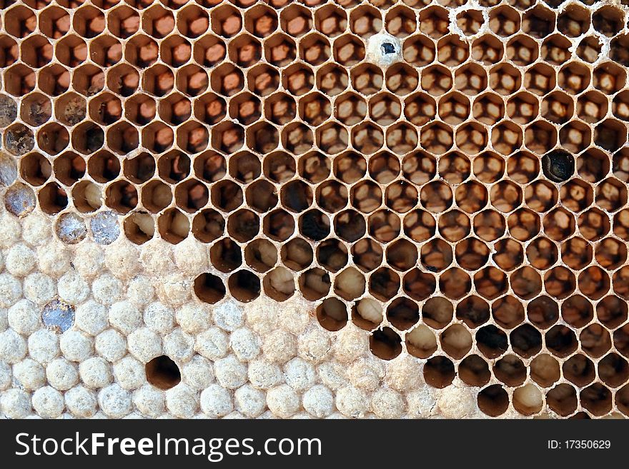 Close-up of honeycomb ready to make honey