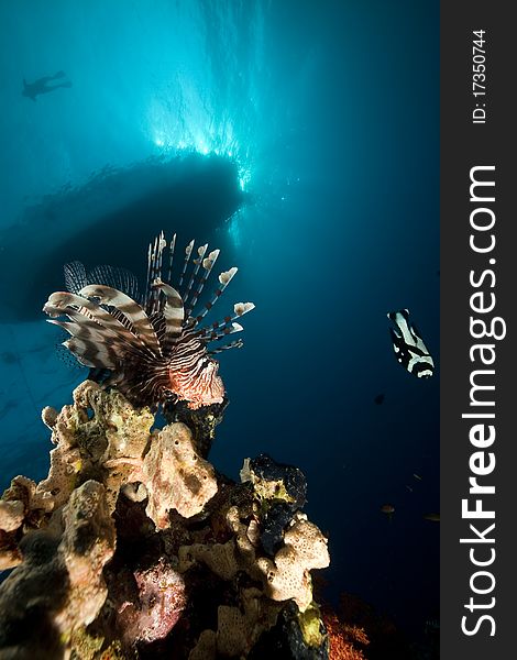 Lionfish and ocean in the Red Sea. Lionfish and ocean in the Red Sea.
