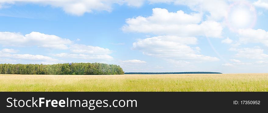 Yellow grass field near forest edge.