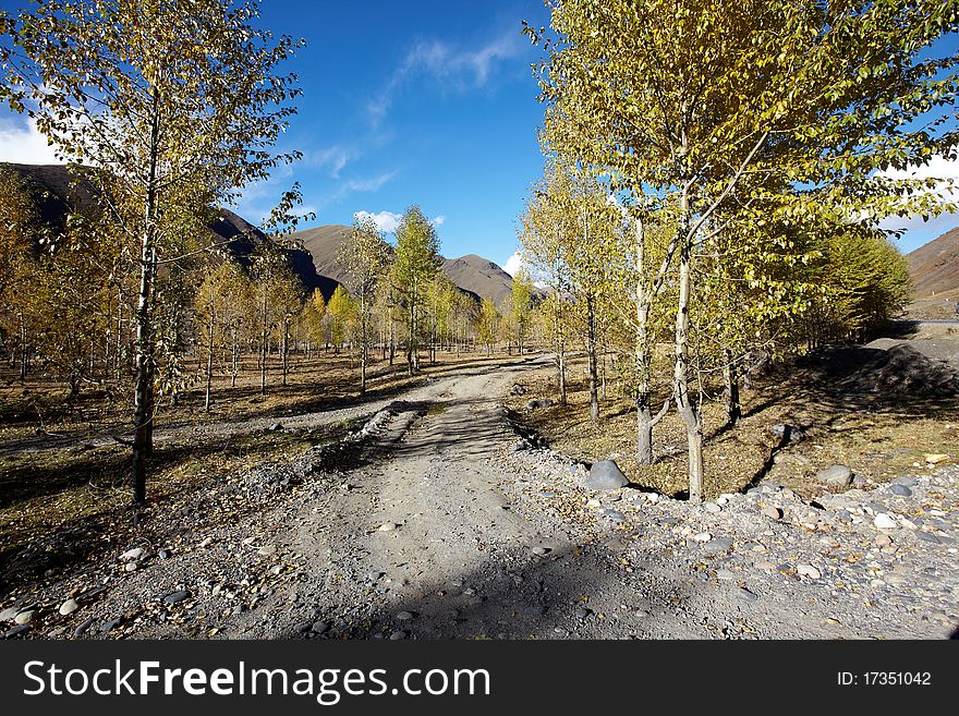 Poplar trees in west sichuan province of china