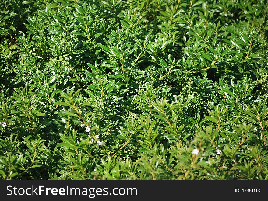 Leaves of plants as a natural green background.