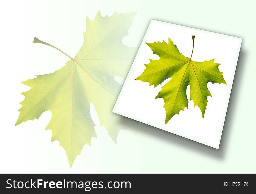 Gold one maple leaf isolated