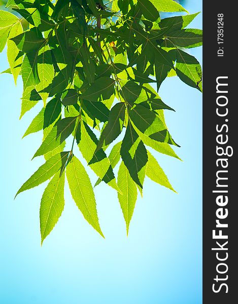 Green leafe in sunny day. On blue sky fone.