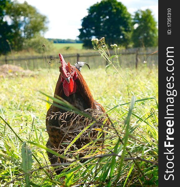 Proud red rooster in green grass field. Daylight.