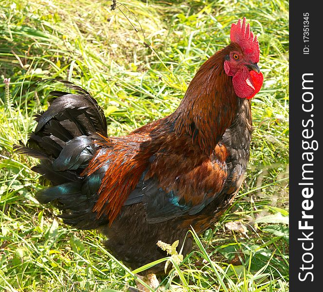 Proud Red Rooster In Green Grass Field.