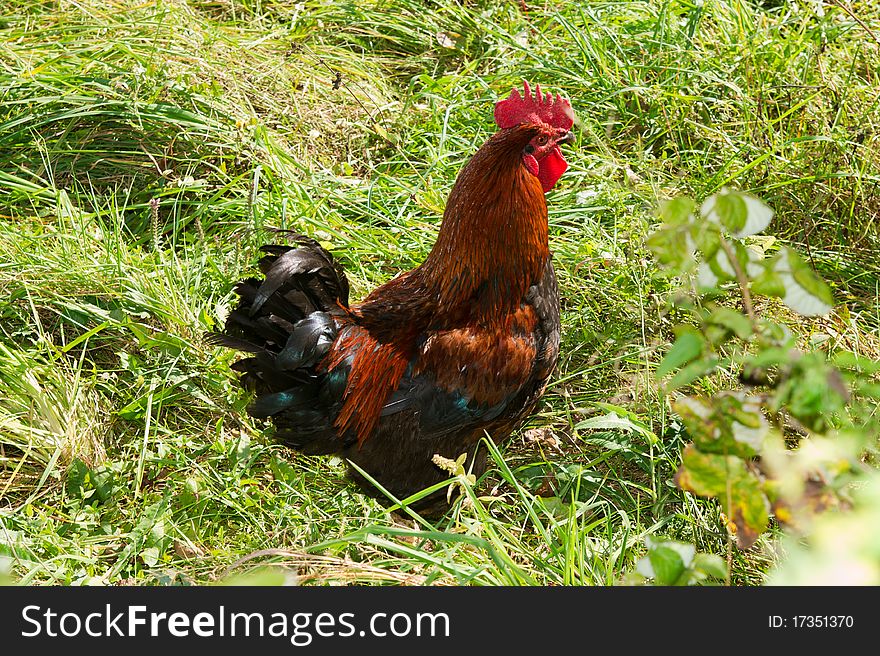 Proud red rooster in green grass field. Daylight.