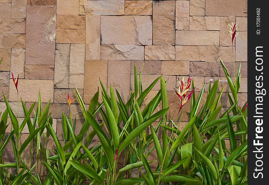 Fresh green leaf that against brown wall as background