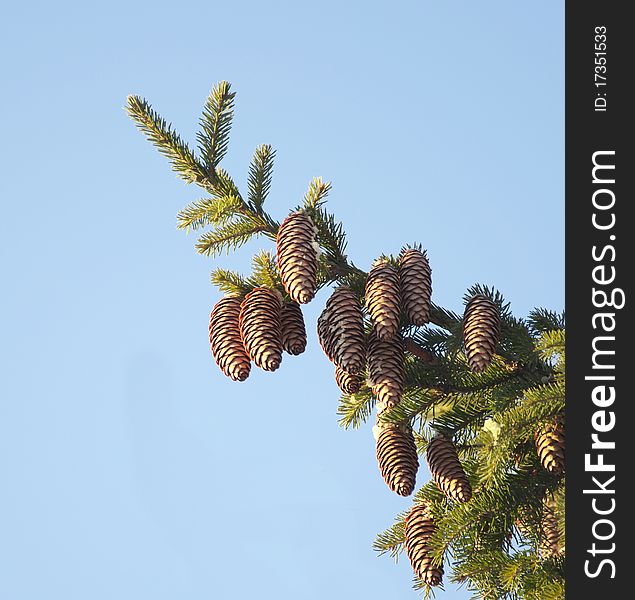 Fur-tree branch with cones on blue sky