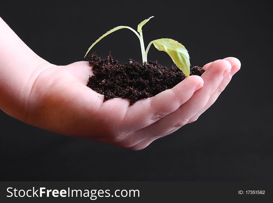 Human hand hold a young plant. Human hand hold a young plant