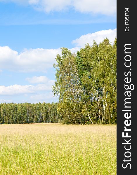 Yellow grass field near forest edge.