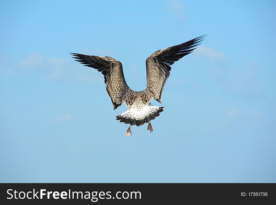 Albatross bird flying action in the air with blue sky background. Albatross bird flying action in the air with blue sky background