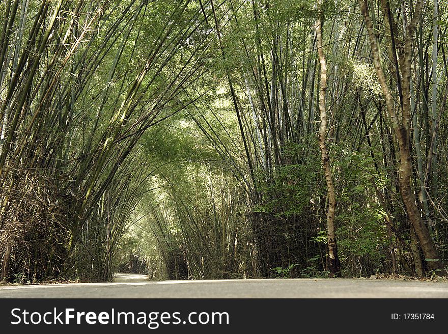 Path in lush bamboo forest. Path in lush bamboo forest