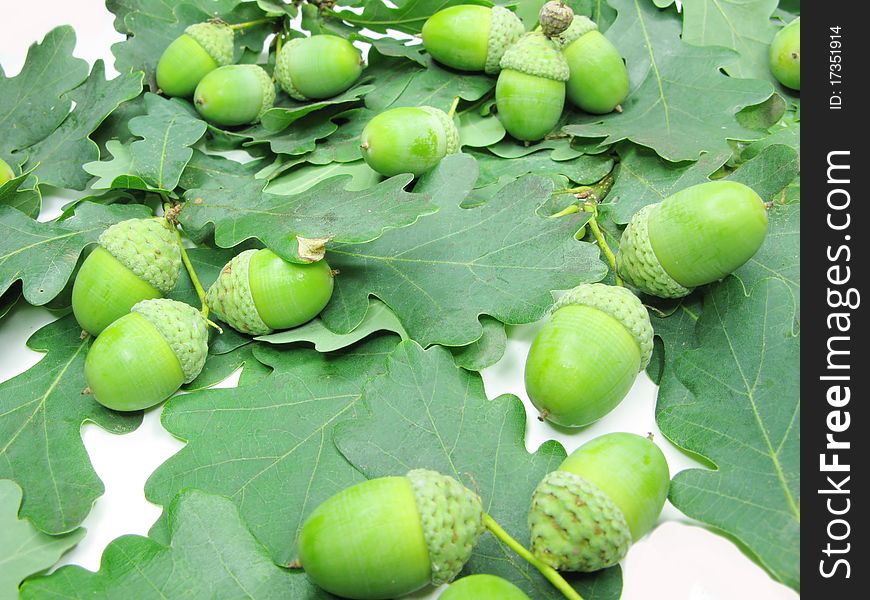 Branch of oak tree leaves and nuts isolated on white background