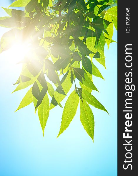 Green leafe in sunny day. On blue sky fone.