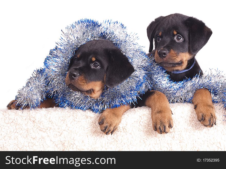 Purebred Rottweiler puppy, 2 months