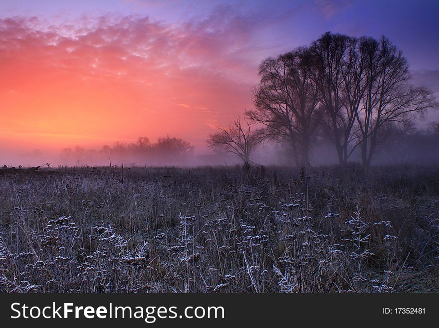 Hoar frost covered grass at dawn in the woods. Hoar frost covered grass at dawn in the woods