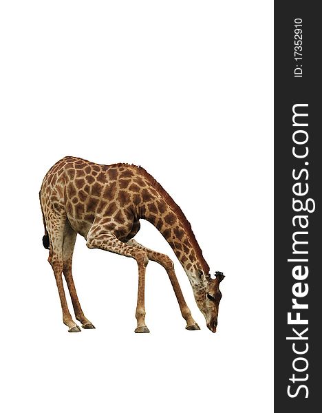 Giraffe on the white background